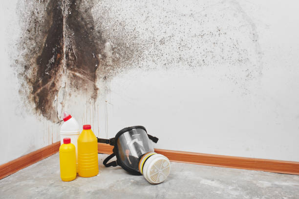 Crawl Space Mold Removal in East Whittier, CA