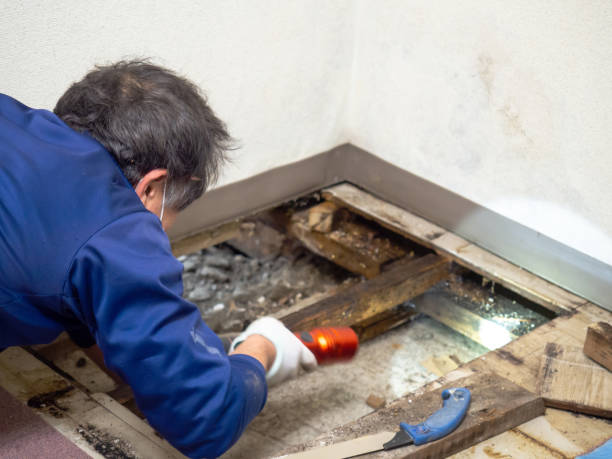 Best Mold Testing  in East Whittier, CA