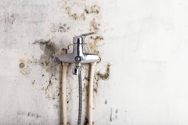 Best Same-Day Mold Removal  in East Whittier, CA