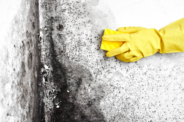 Best Mold Remediation Services  in East Whittier, CA