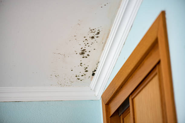 Best Attic Mold Removal  in East Whittier, CA