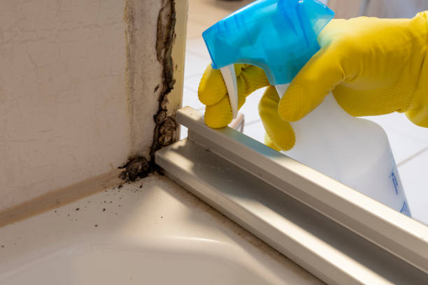 Best Professional Mold Removal  in East Whittier, CA