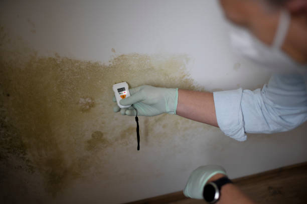 Best Mold Testing  in East Whittier, CA