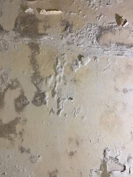  East Whittier, CA Mold Removal Pros