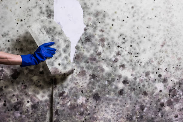 Trusted East Whittier, CA Mold Removal Experts