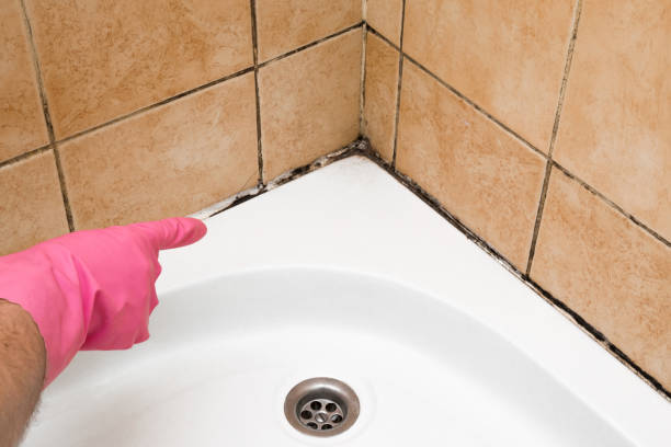 Best Office Mold Removal Services  in East Whittier, CA